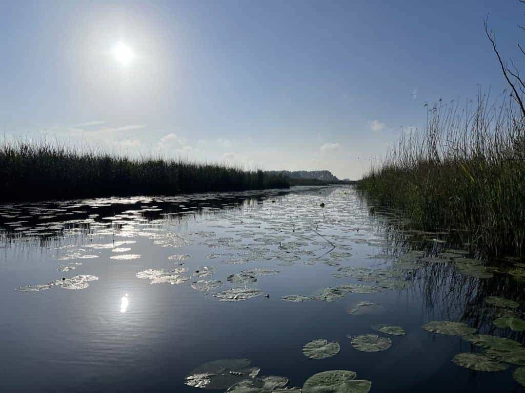 Kalme waterkant met waterlelies en riet langs 't Gelders Eiland.