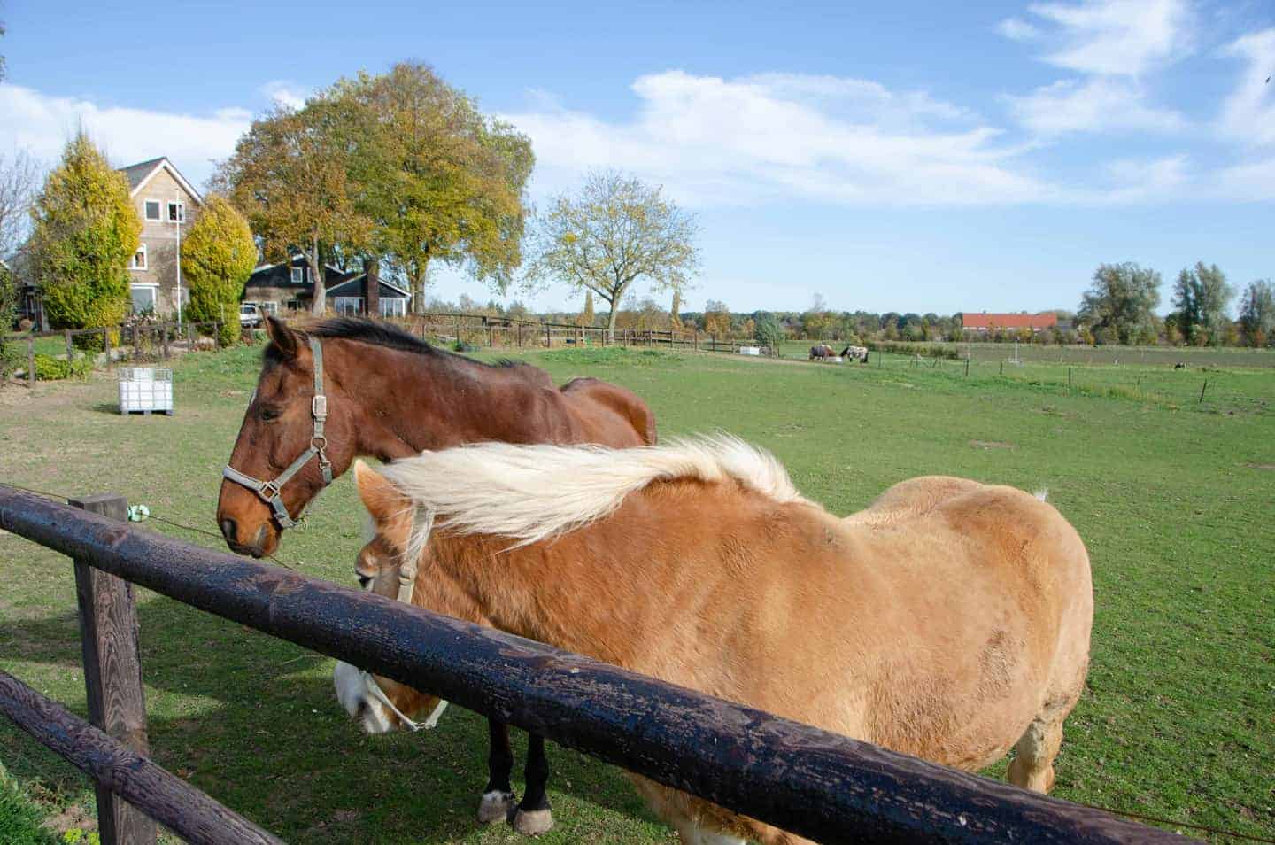 Paarden rusten in een groene wei op 't Gelders Eiland, met bomen en een landelijke omgeving.