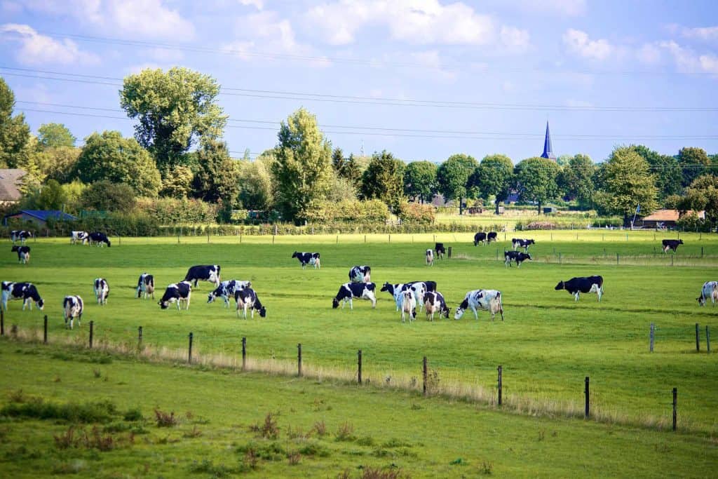 Boerderijlandschap met koeien op 't Gelders Eiland in Nederland.