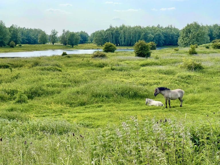 Grazende paarden op 't Gelders Eiland met weidse groene velden en waterpartijen.