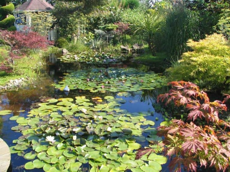 Waterpartij met waterlelies en omliggende tuin op 't Gelders Eiland.