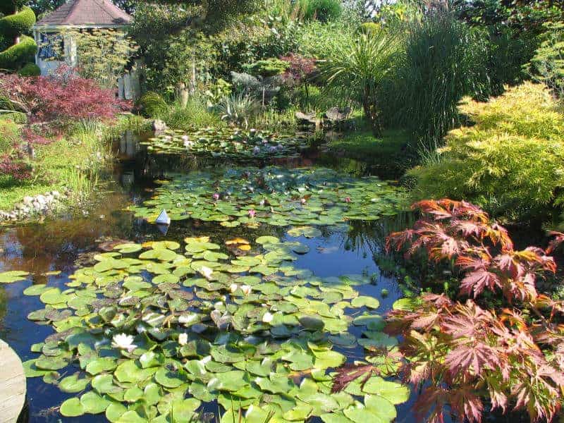 Waterpartij met waterlelies en omliggende tuin op 't Gelders Eiland.