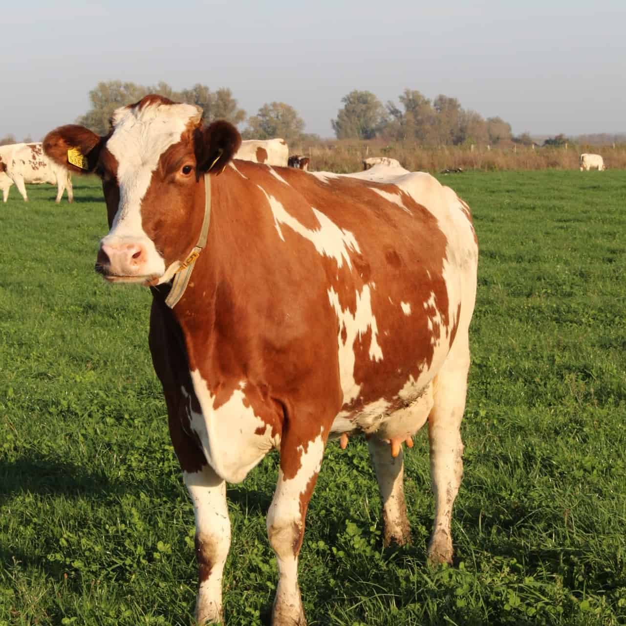 Koe op 't Gelders Eiland, grazend in de groene weide, met andere koeien op de achtergrond.