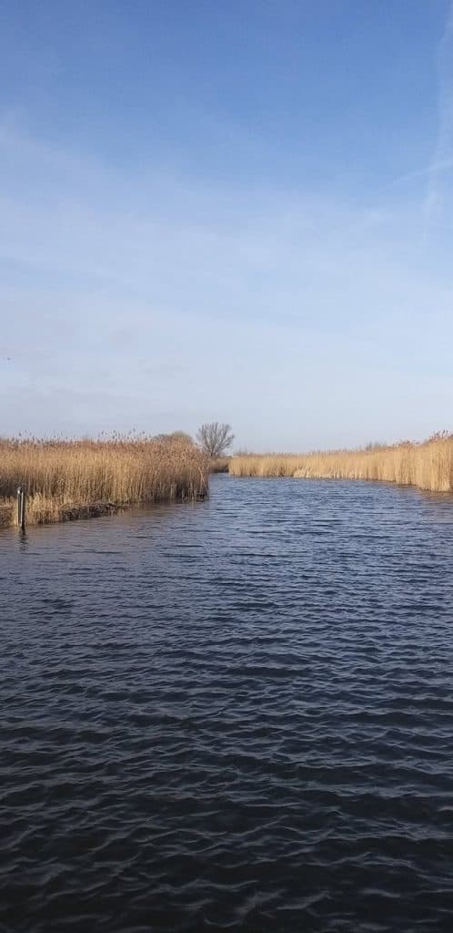 Zicht op water en rietvelden op 't Gelders Eiland in Nederland.