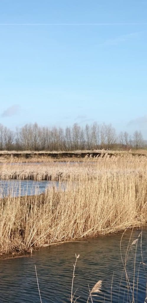 Gezicht op rietvelden en water op 't Gelders Eiland in Nederland.