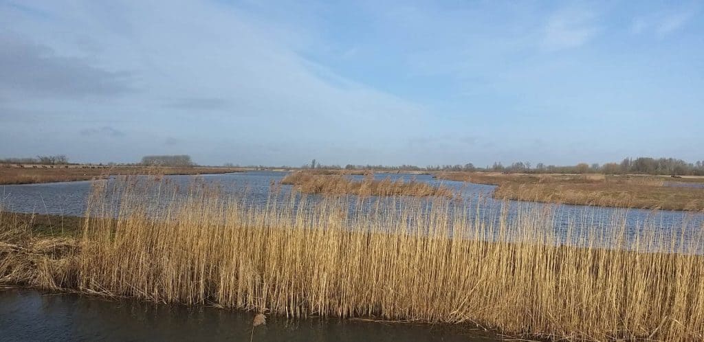 Gezicht op de rivier en rietvelden op 't Gelders Eiland in Nederland.