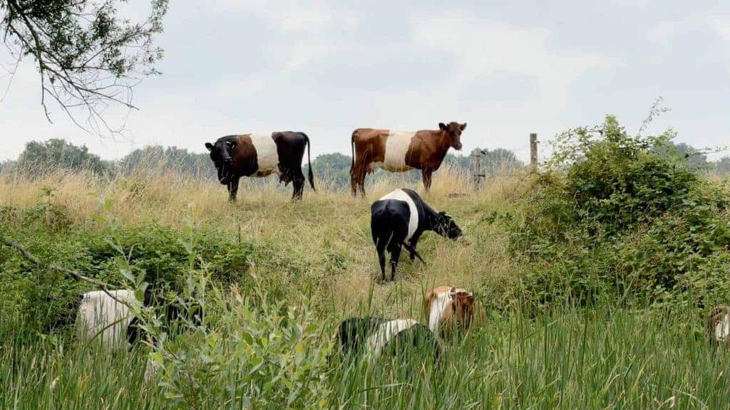 Zomerliefde koeien op 't Gelders Eiland in een groene weide.