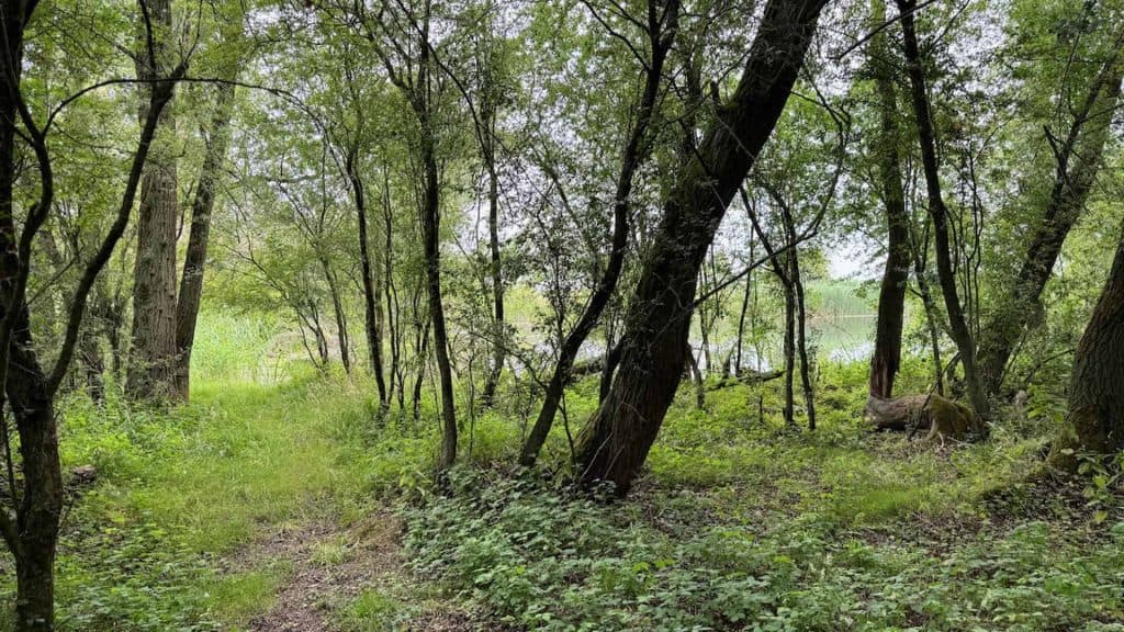 Natuurlijke bosrijke omgeving op 't Gelders Eiland met groene bomen en struiken.