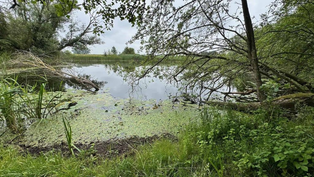 Natuurlijke rivier met groene oevers en overhangende bomen in 't Gelders Eiland.