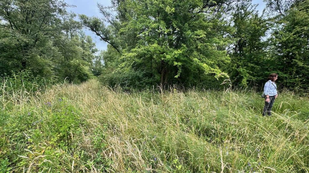 Natuurlijke groene weide met wandelaar onder bomen op 't Gelders Eiland.