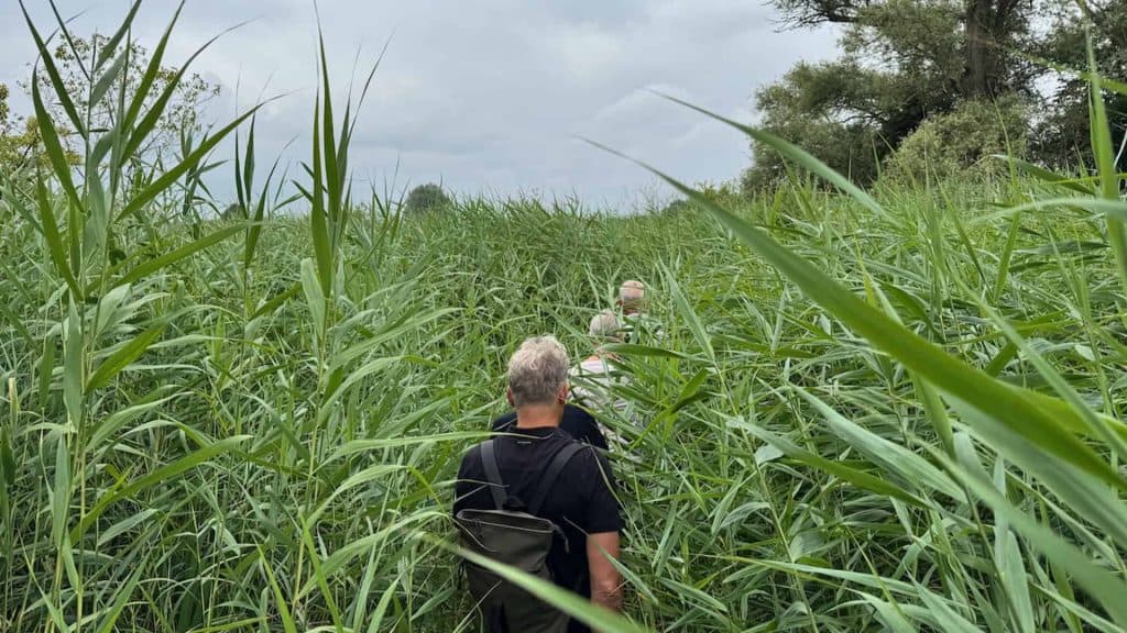 Zandweg door hoge graslanden op 't Gelders Eiland, met wandelaar in de natuur.