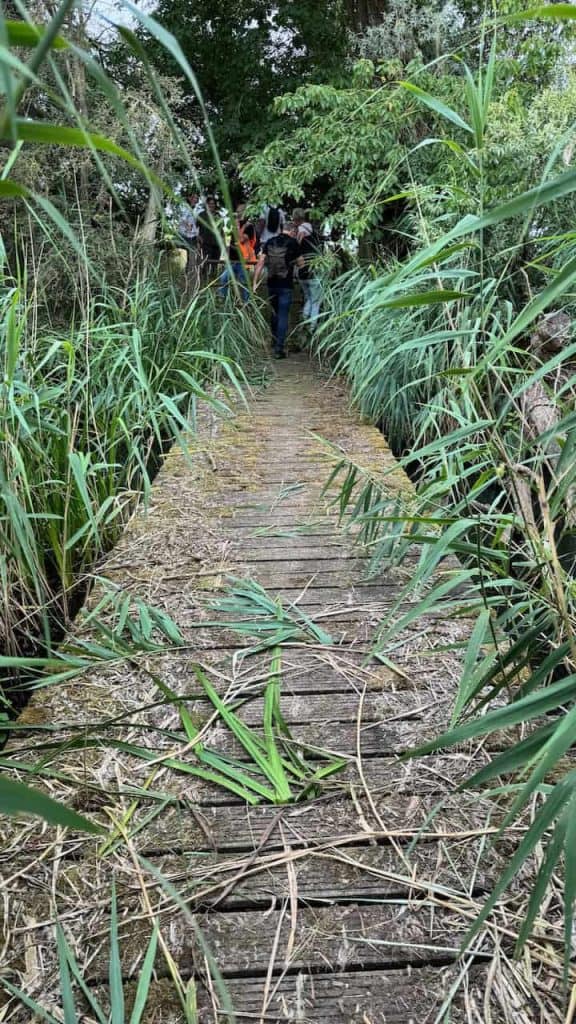 Natuurlijke houten brug door weelderige groene planten op 't Gelders Eiland.