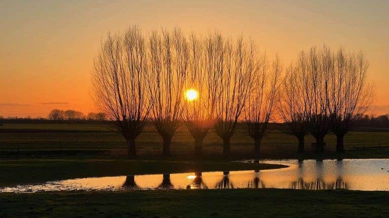 Zonsondergang achter bomen op 't Gelders Eiland tijdens zomeravond.