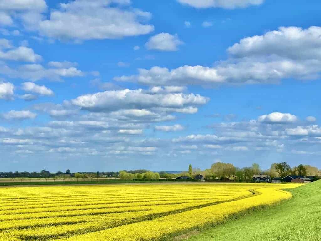 Uitzicht op uitgestrekte gele bloemenvelden onder een blauwe hemel met wolken.
