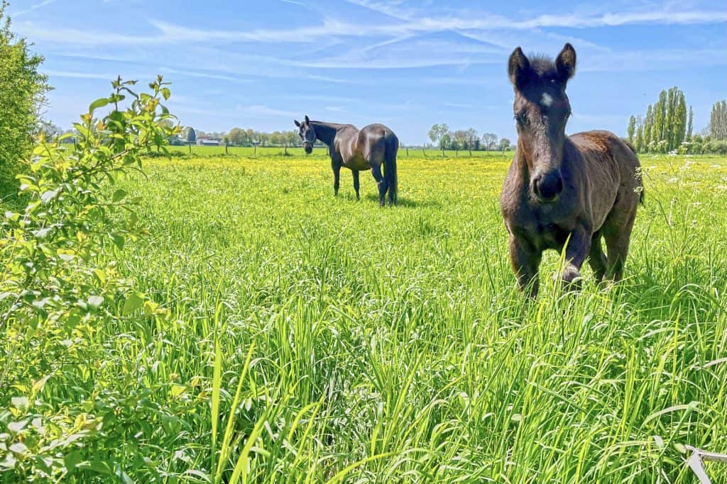 Drie paarden in een groen weiland op 't Gelders Eiland onder een blauwe hemel.
