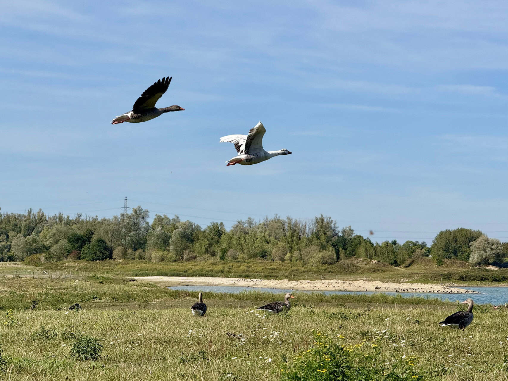 Vogels vliegen en rusten op 't Gelders Eiland in Nederland.