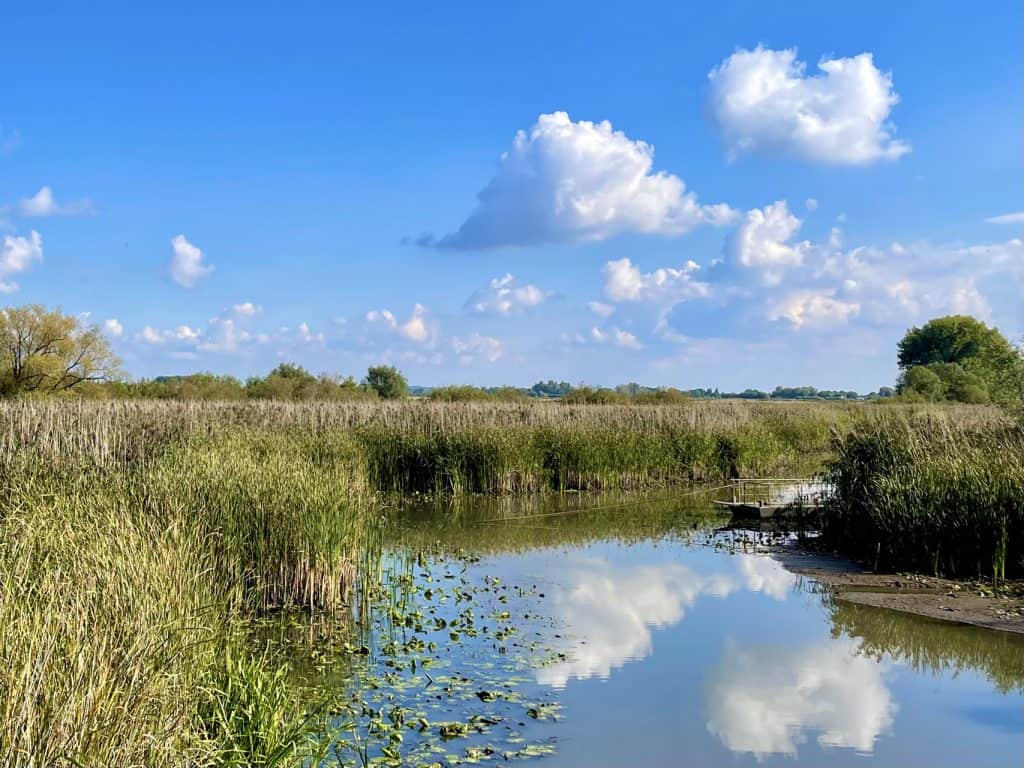 Uitzicht op water met riet en wolken boven 't Gelders Eiland.