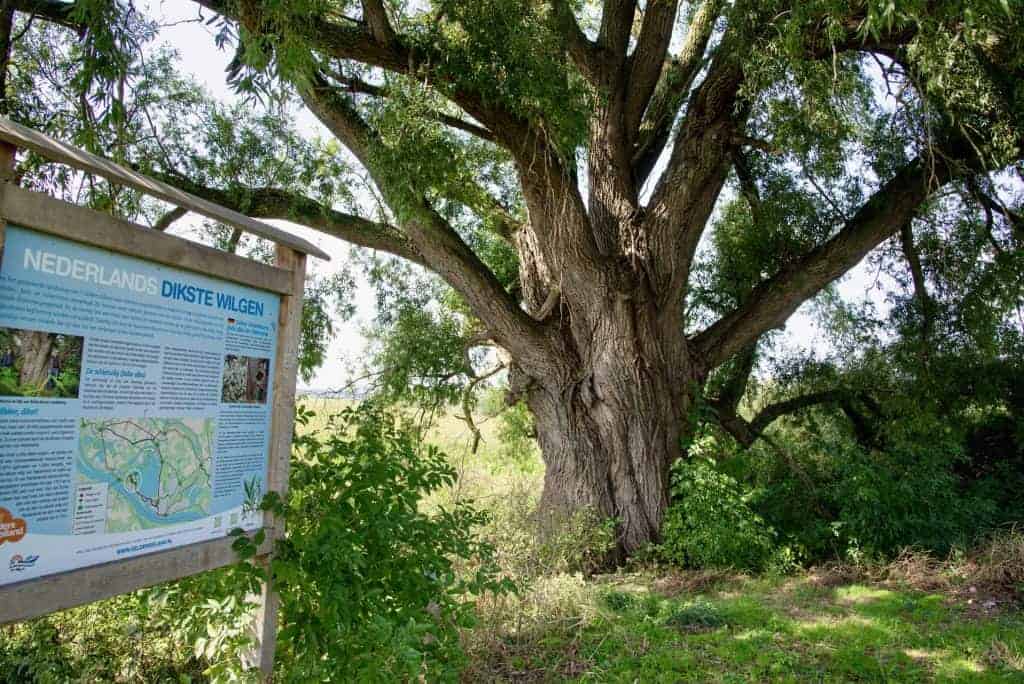 Grote boom op 't Gelders Eiland met informatiebord over natuur en landschap.