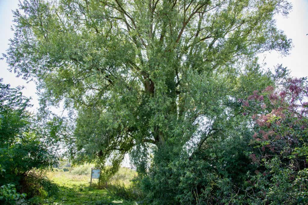Kastanjeboom op 't Gelders Eiland met groene bladeren en kleurrijke bloemen.