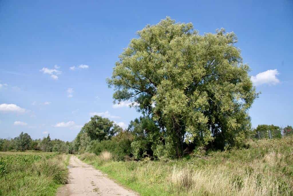Groot eikenboom langs een landweg op 't Gelders Eiland, helder blauwe lucht.