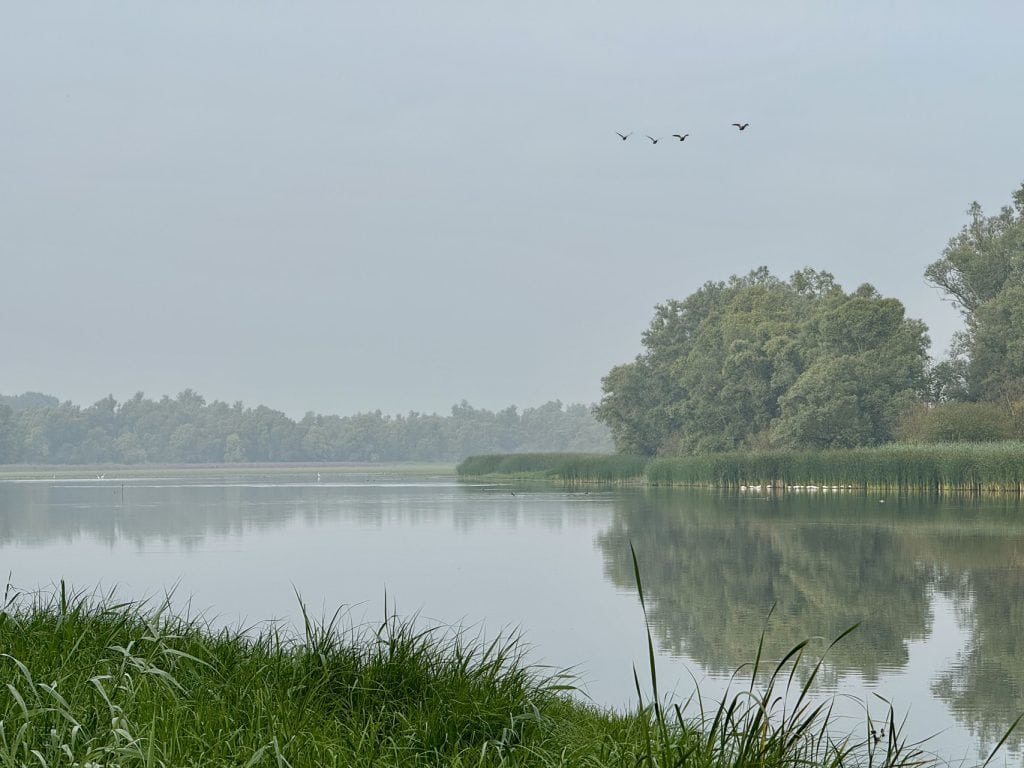 Rustig rivierlandschap met bomen en vogels op 't Gelders Eiland.