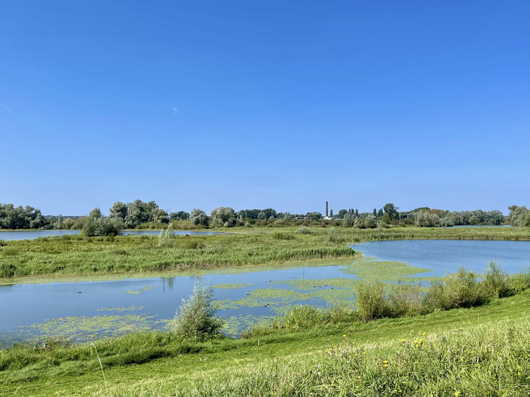 Natuurscène met water, gras en bomen op 't Gelders Eiland.