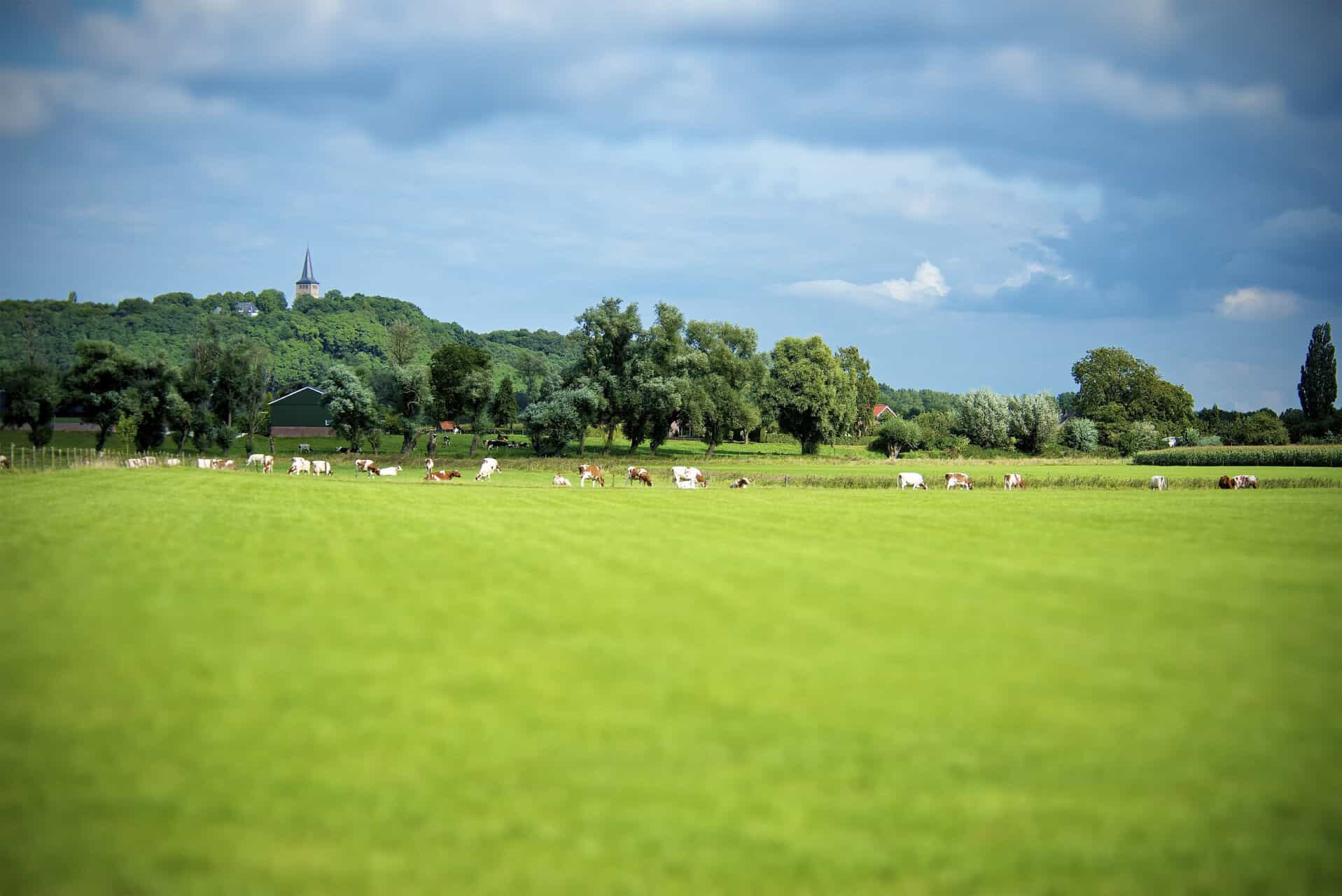 Uitzicht op groene weilanden en grazende paarden op 't Gelders Eiland.