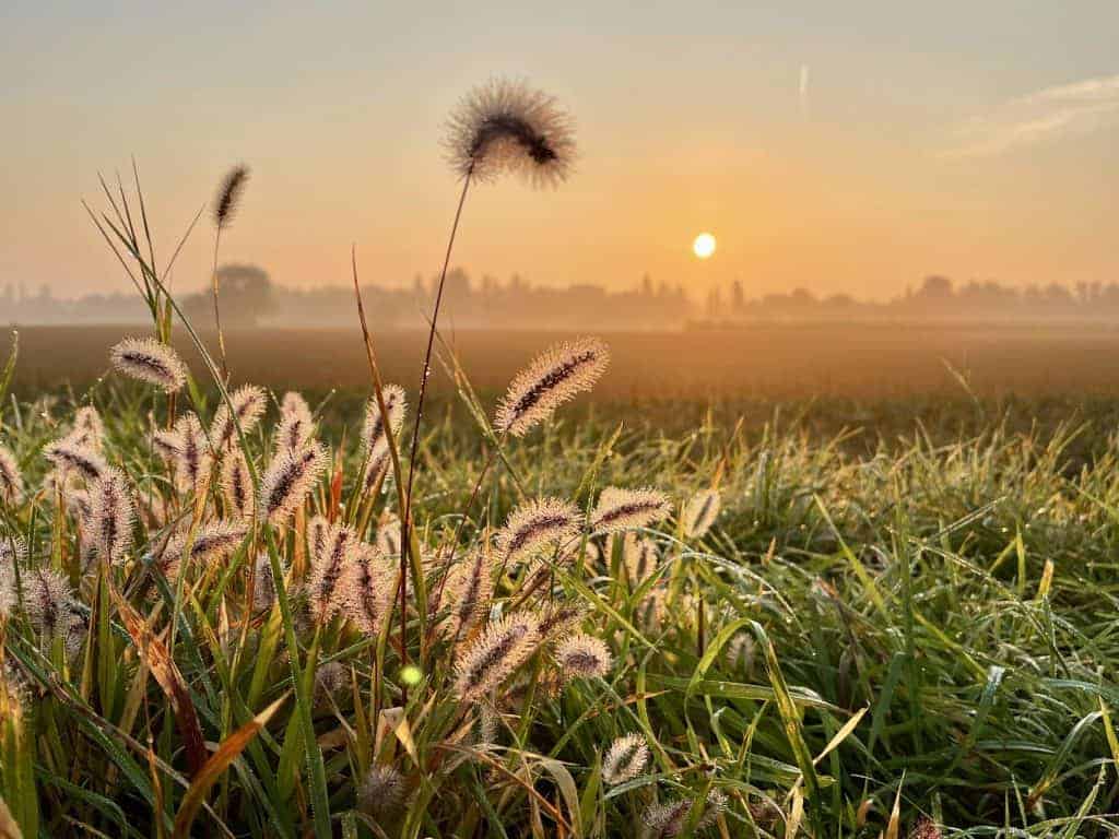 Zonsopgang boven een weide met gras en pluimspieren.