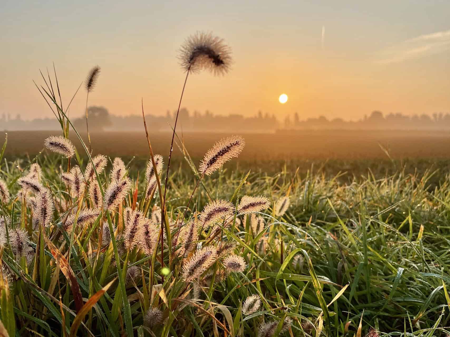 Zonsopgang boven een weide met gras en bloemen in 't Gelders Eiland.