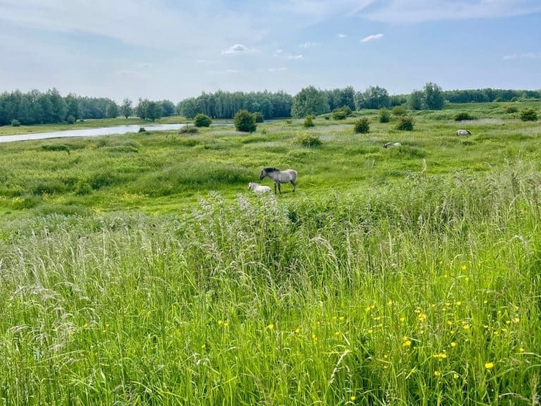 Paarden grazen in een groen landschap met water en bomen.