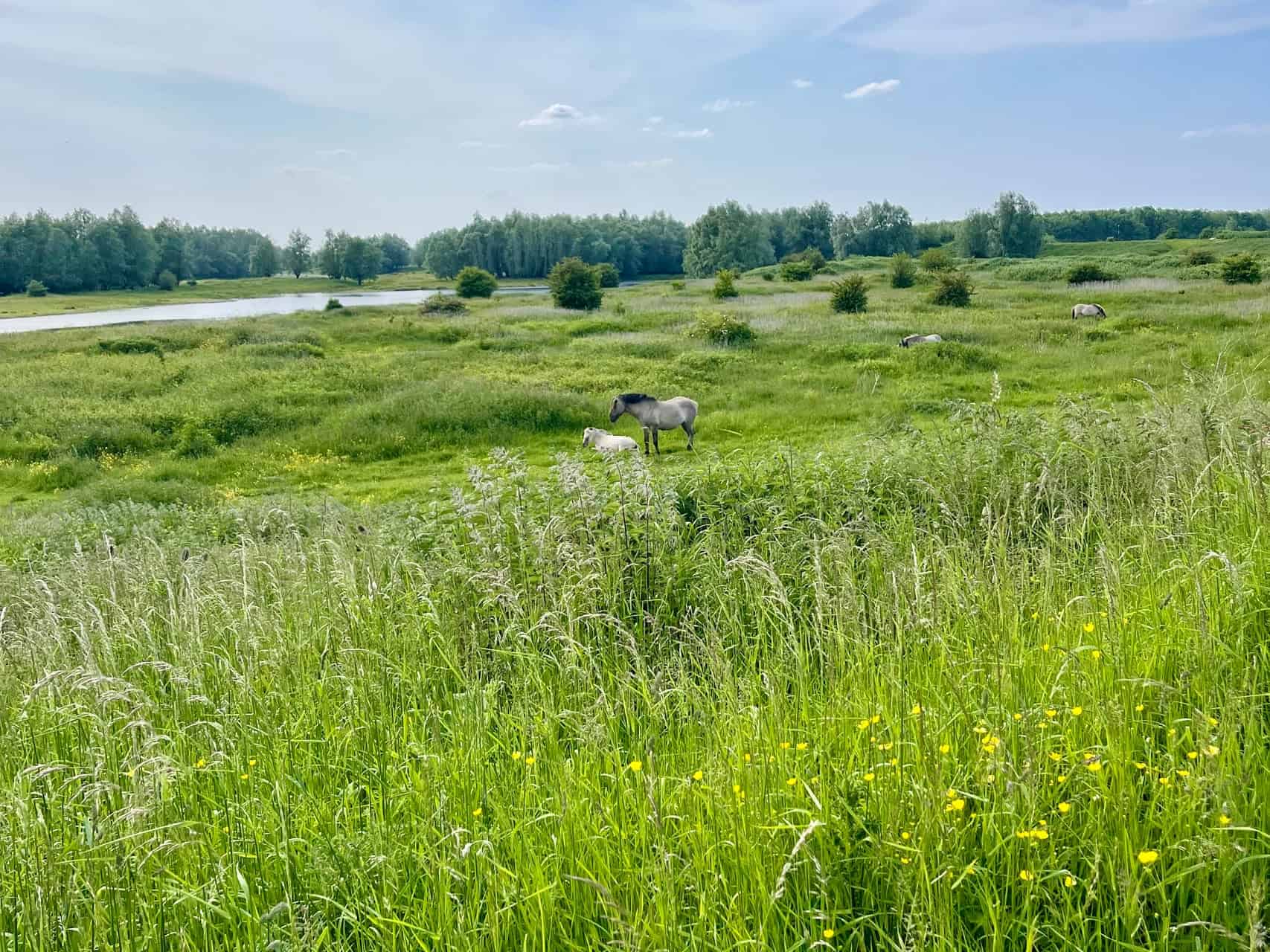 Paarden grazen in een groen landschap met water en bomen.