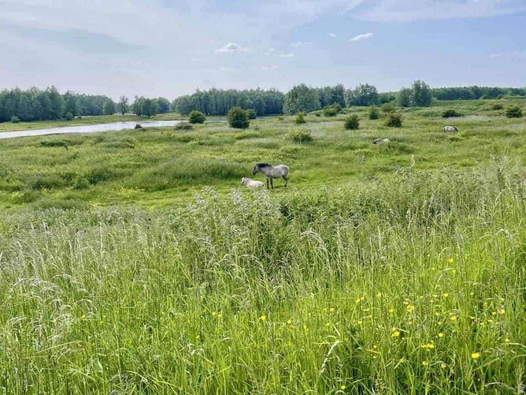Uitgestrekt groen landschap met paarden en een rivier in de achtergrond.