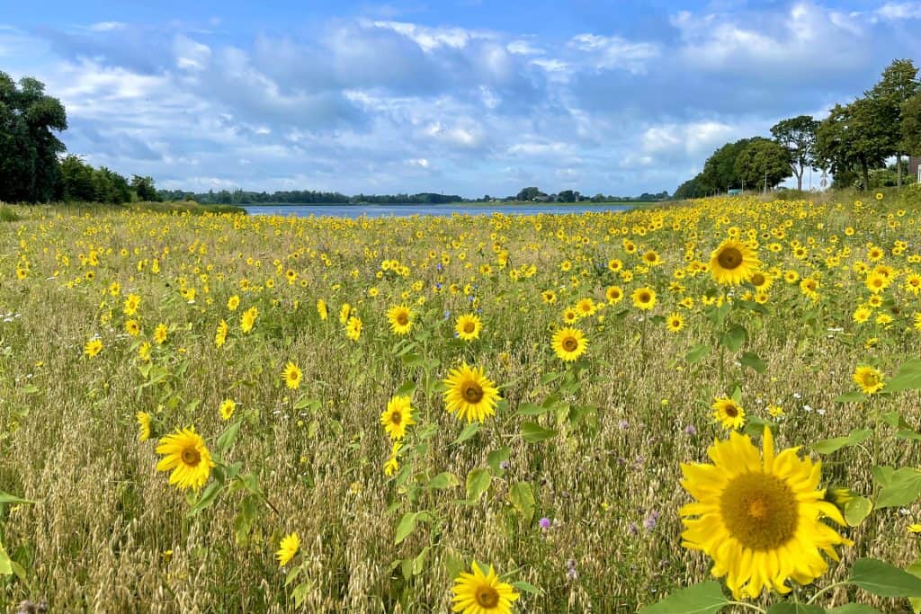 Uitgestrekt zonnebloemenveld met blauwe lucht en wolken.