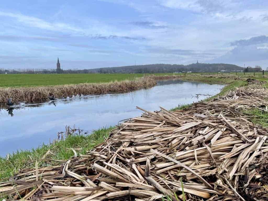 Rustige rivier met riet en houtafval, landschap met kerktoren op achtergrond.
