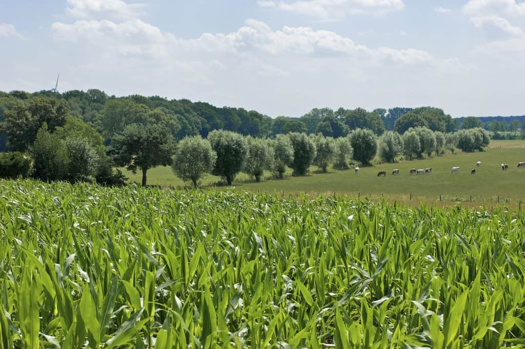 Groene weilanden en een rij bomen onder een blauwe hemel.