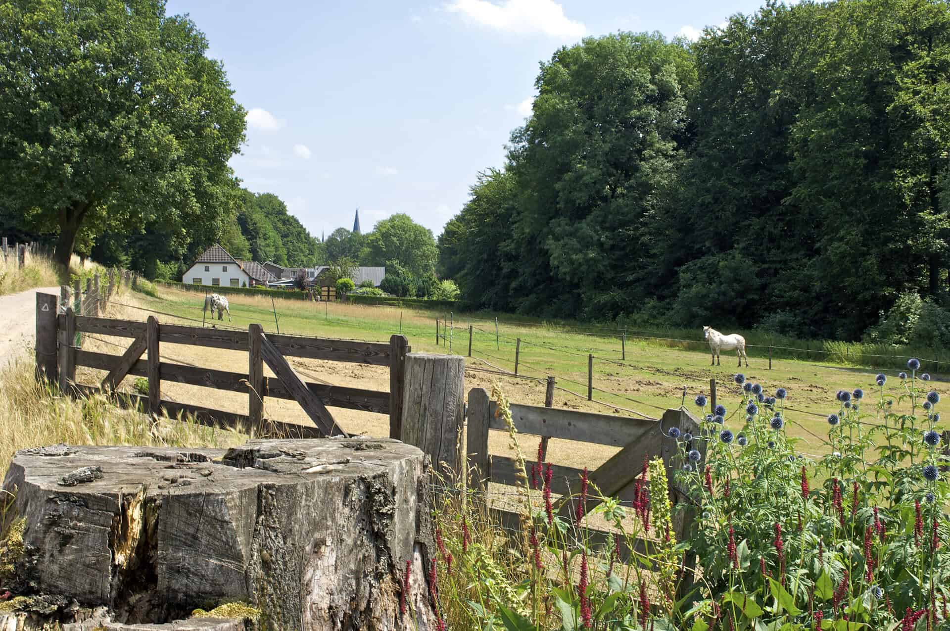 Uitzicht op een groene weide met paarden en omringende bomen.