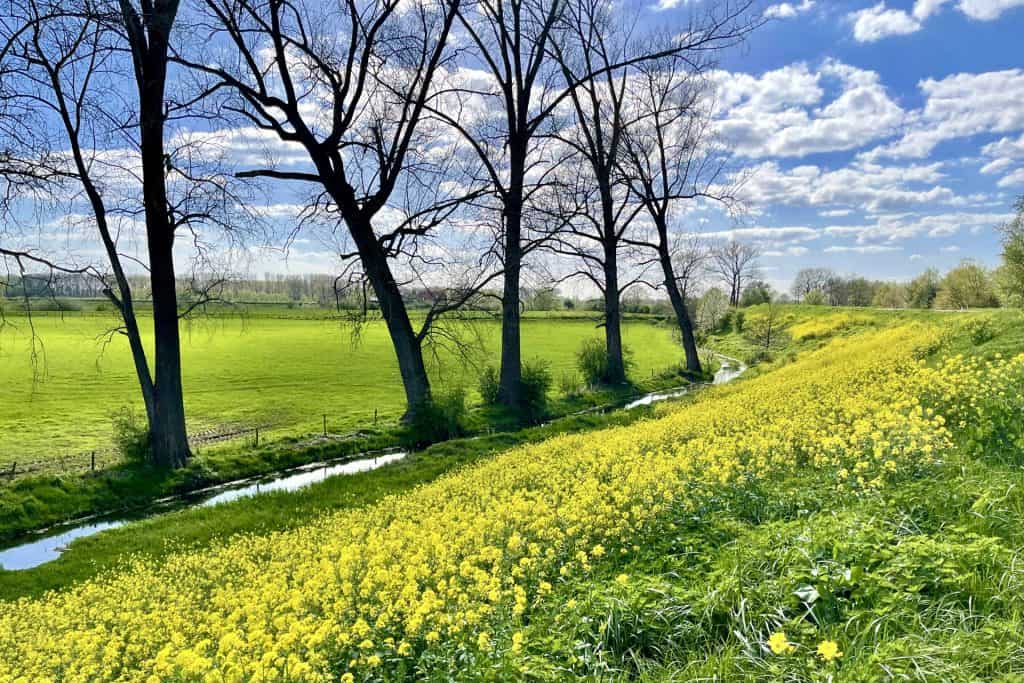 Uitgestrekt landschap met bomen, rivier en bloeiende bloemen.