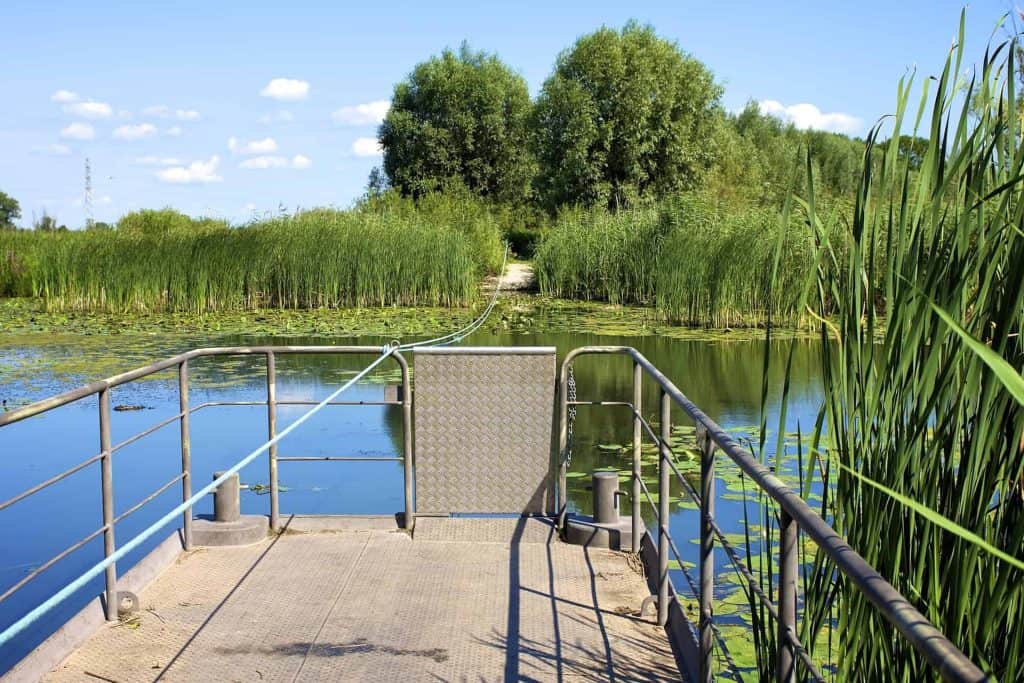 Uitzicht op water met riet en bomen op 't Gelders Eiland.