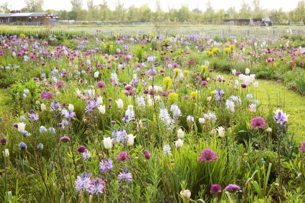 Bloemenveld met kleurrijke bloemen op 't Gelders Eiland, voorjaar.
