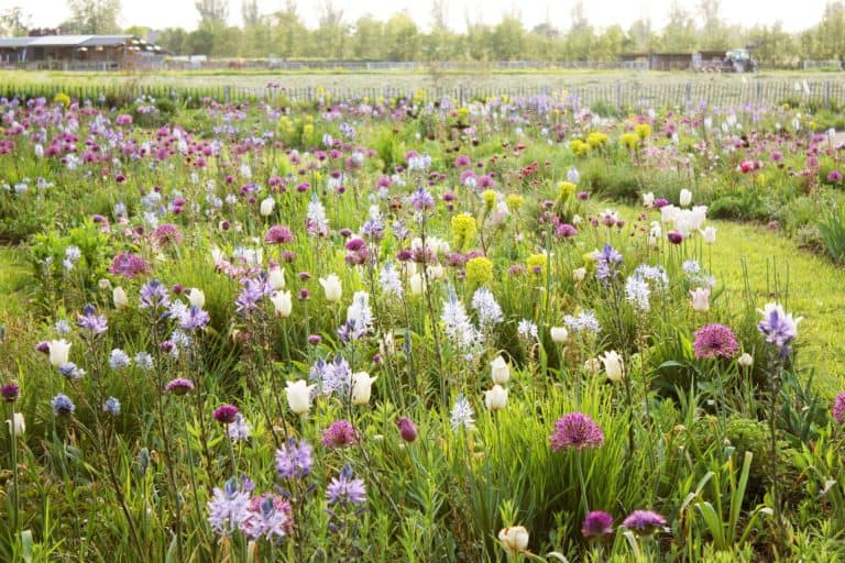 Bloemenveld met kleurrijke bloemen op 't Gelders Eiland, voorjaar.