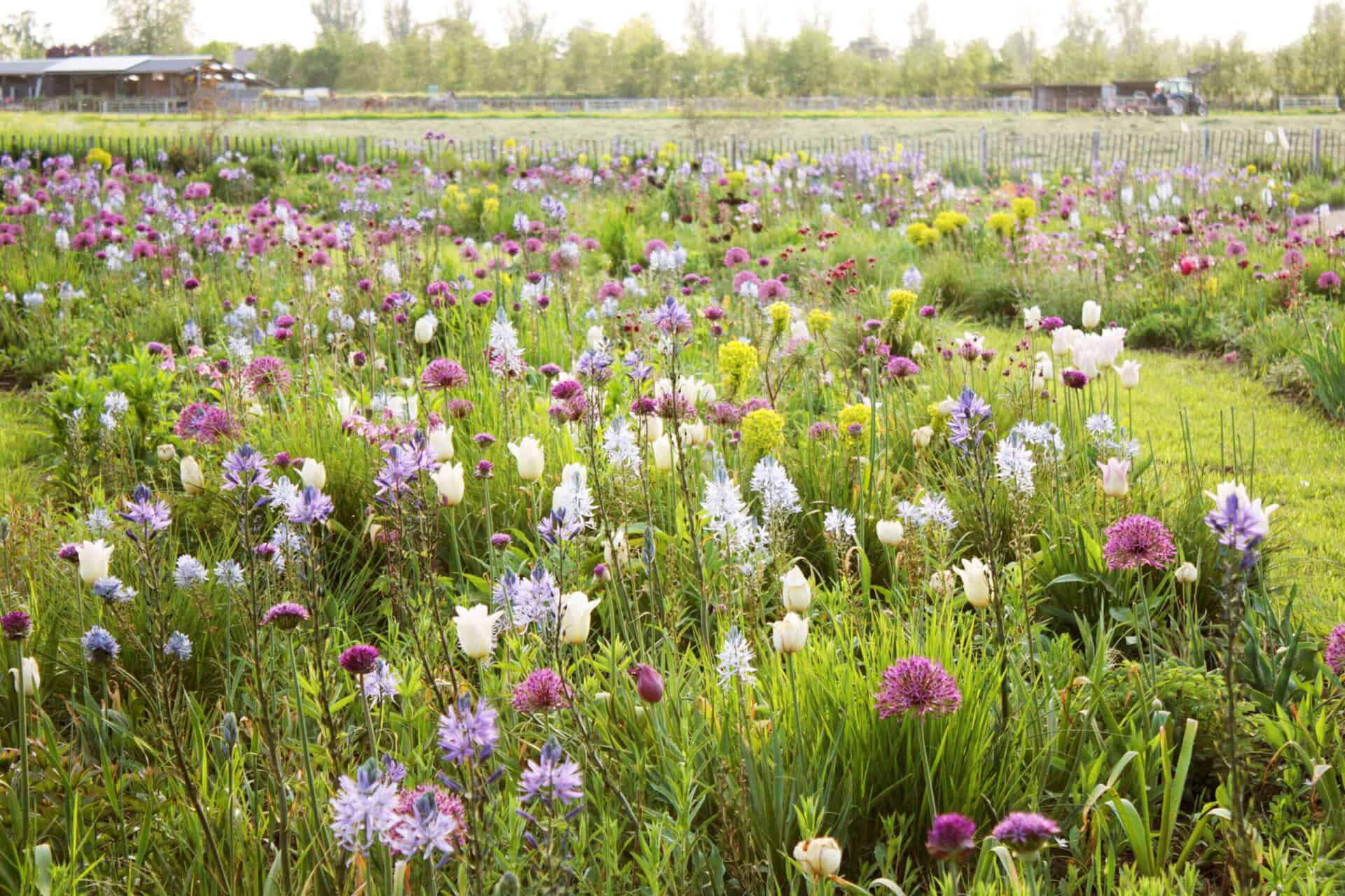 Bloemenveld met kleurrijke bloemen op 't Gelders Eiland, voorjaar.