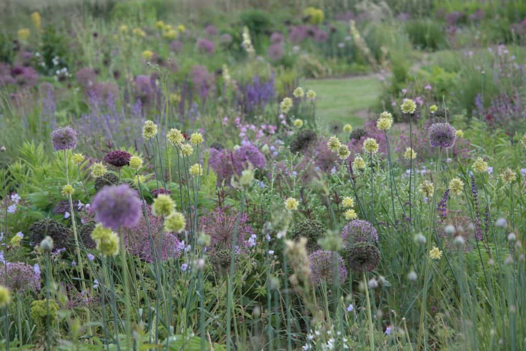 Bloemenveld met kleurrijke bloemen op 't Gelders Eiland.