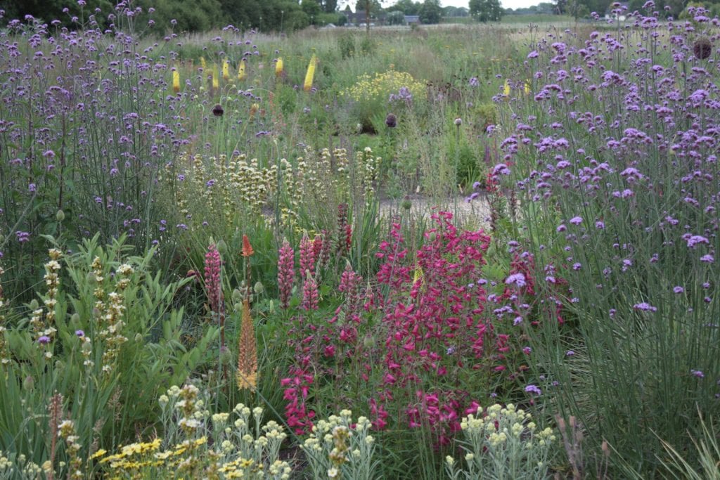 Bloemenveld met diverse kleurrijke bloemen op 't Gelders Eiland.