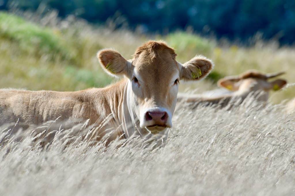 Twee koeien rusten in het gras op 't Gelders Eiland.