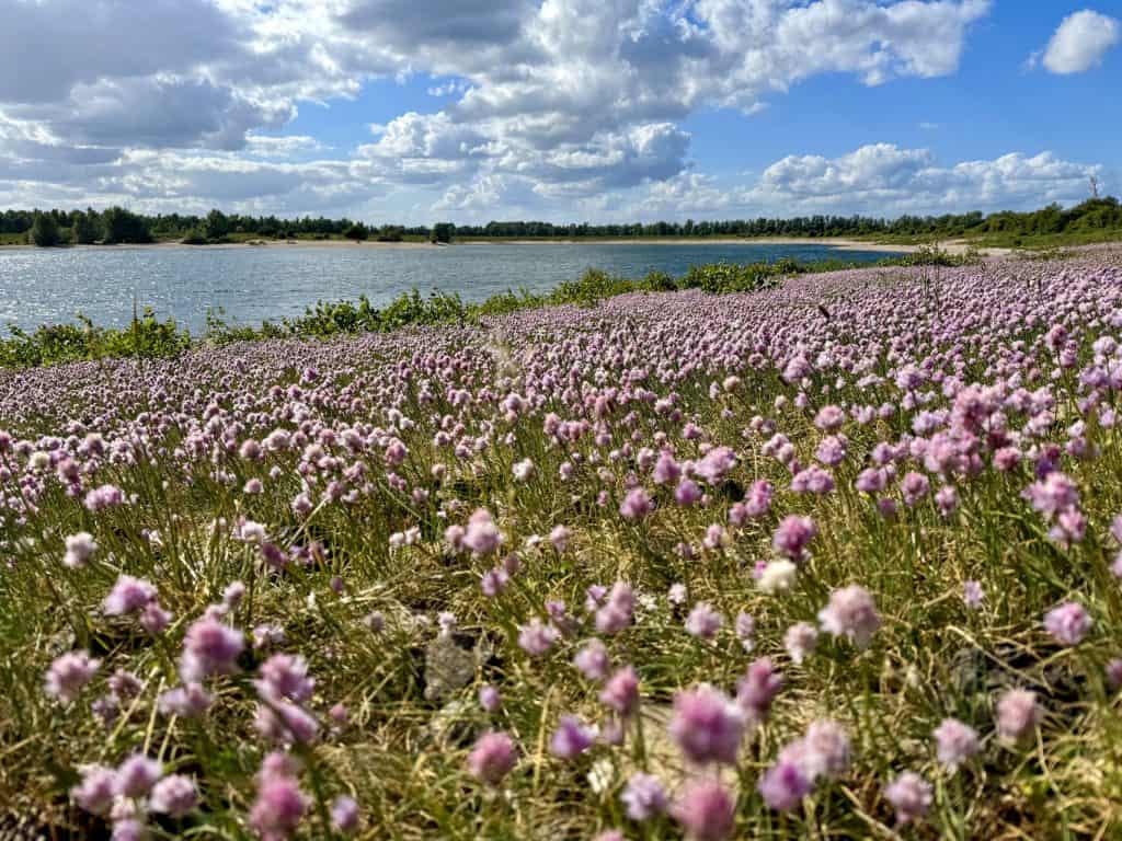 Bloeiende bloemen langs de rivier op 't Gelders Eiland onder een bewolkte hemel.