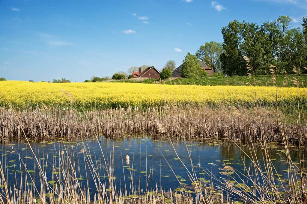 Uitgestrekt landschap met water, gele bloemen en boerderijen onder een blauwe hemel.