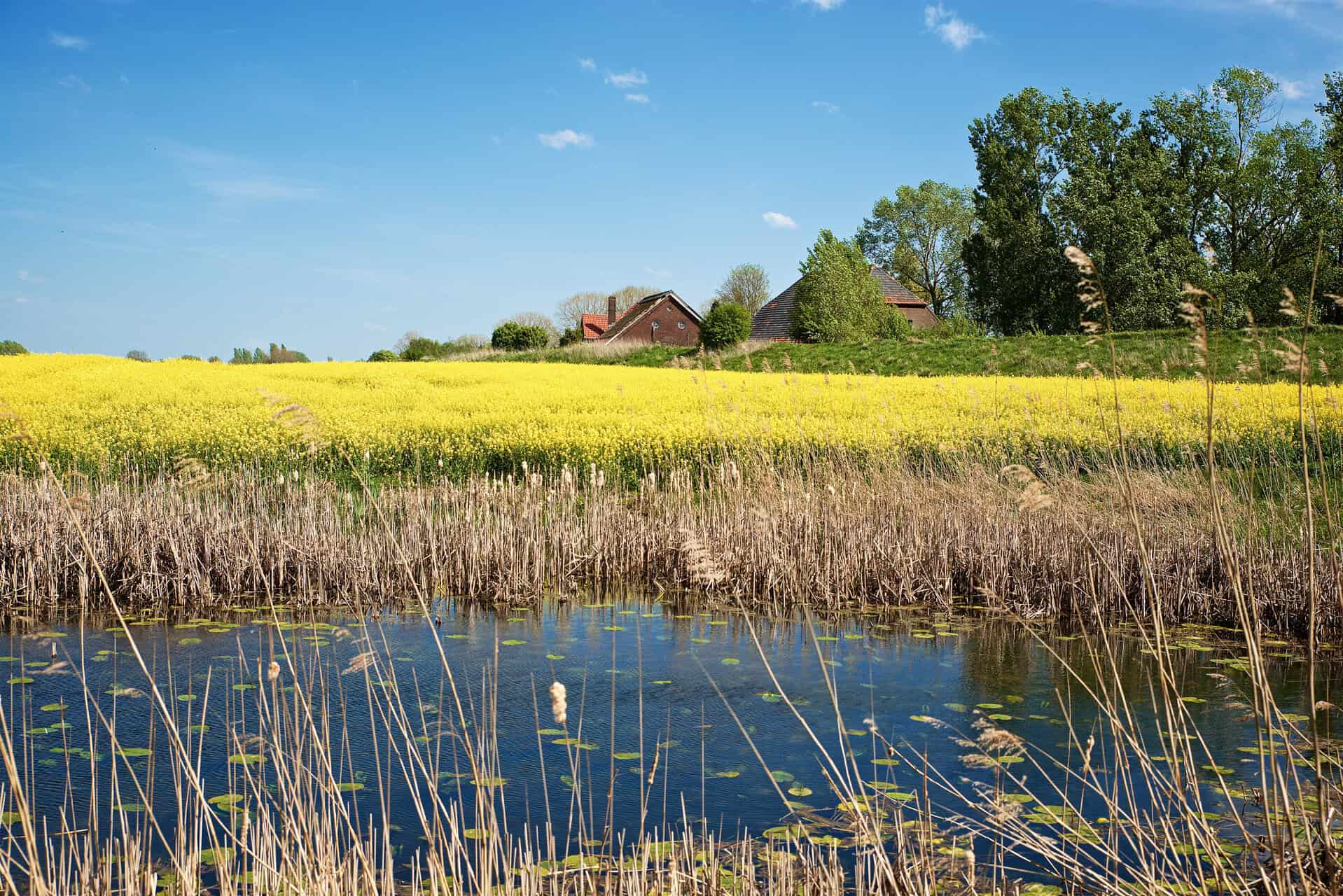 Uitgestrekt landschap met water, gele bloemen en boerderijen onder een blauwe hemel.