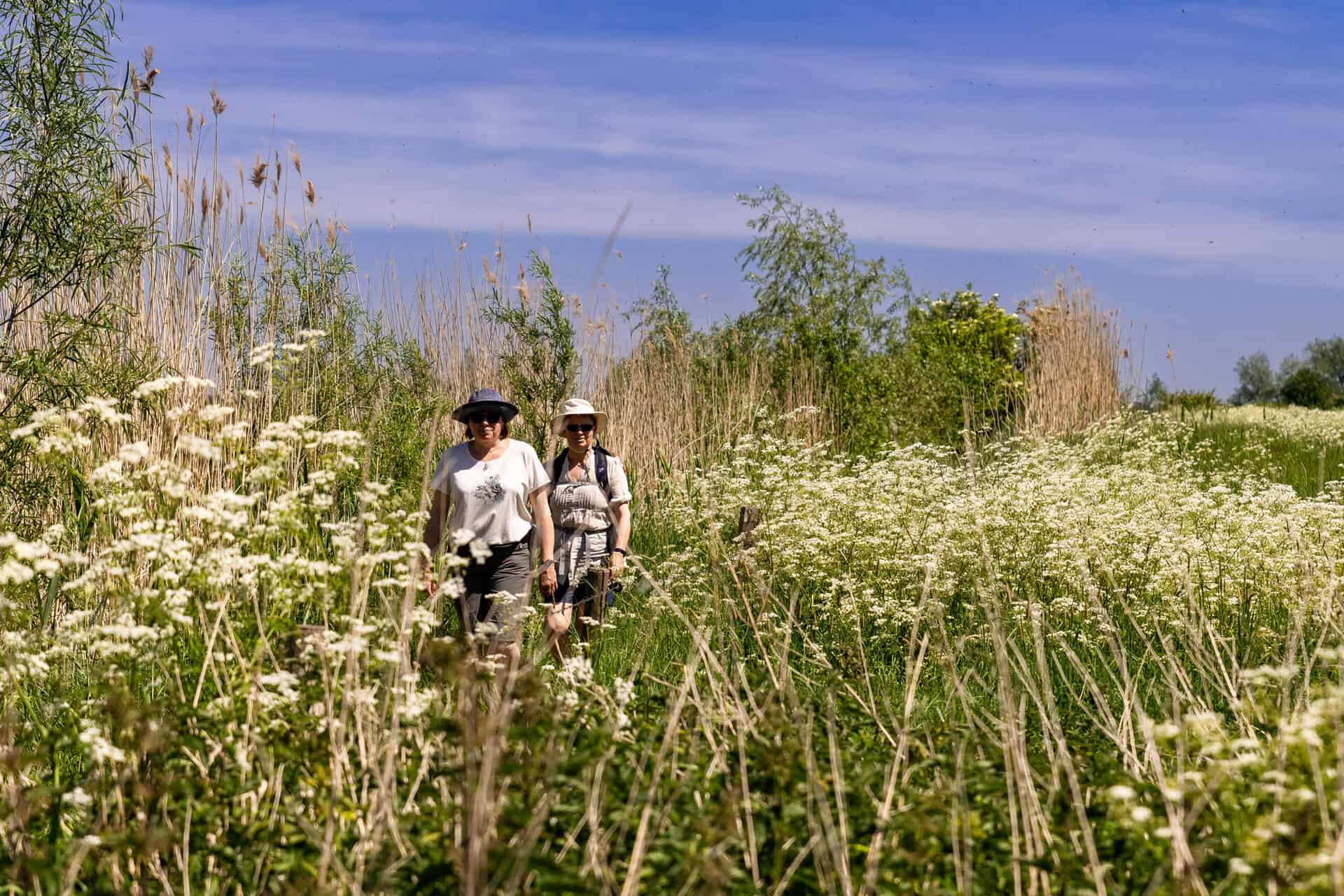 Twee mensen wandelen door een weelderig veld op 't Gelders Eiland onder een blauwe hemel.