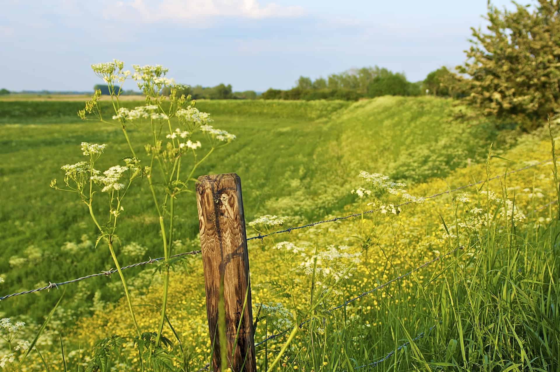 Uitzicht op groene velden en bloemen langs wandelroute Gelderse Poort.