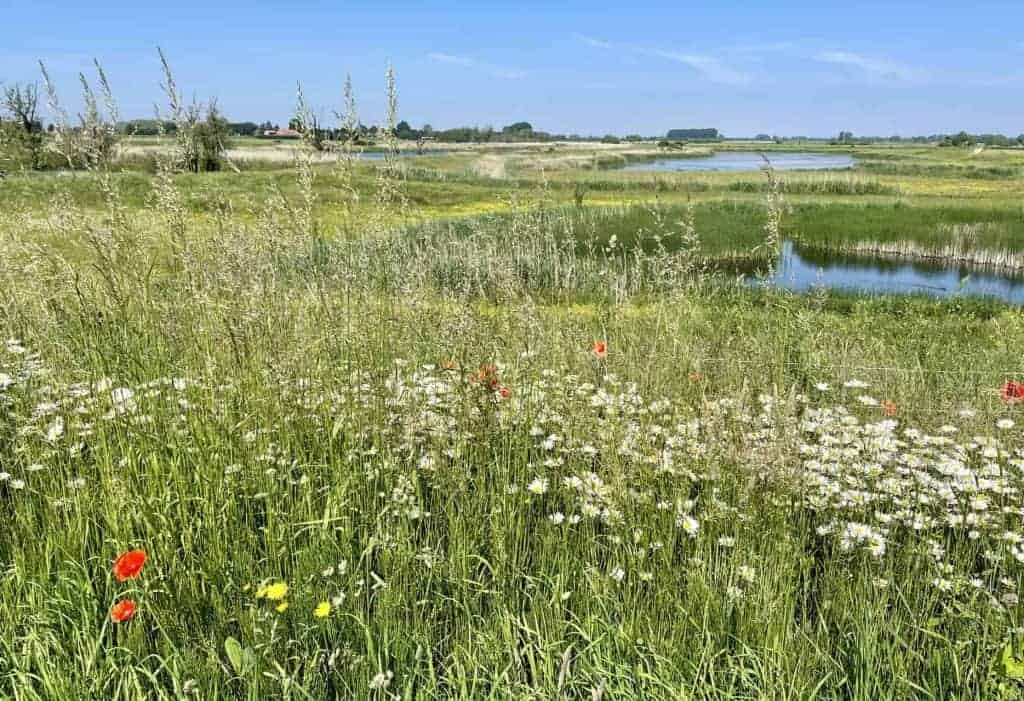 Natuurlijke landschap met water, gras en bloemen op 't Gelders Eiland.